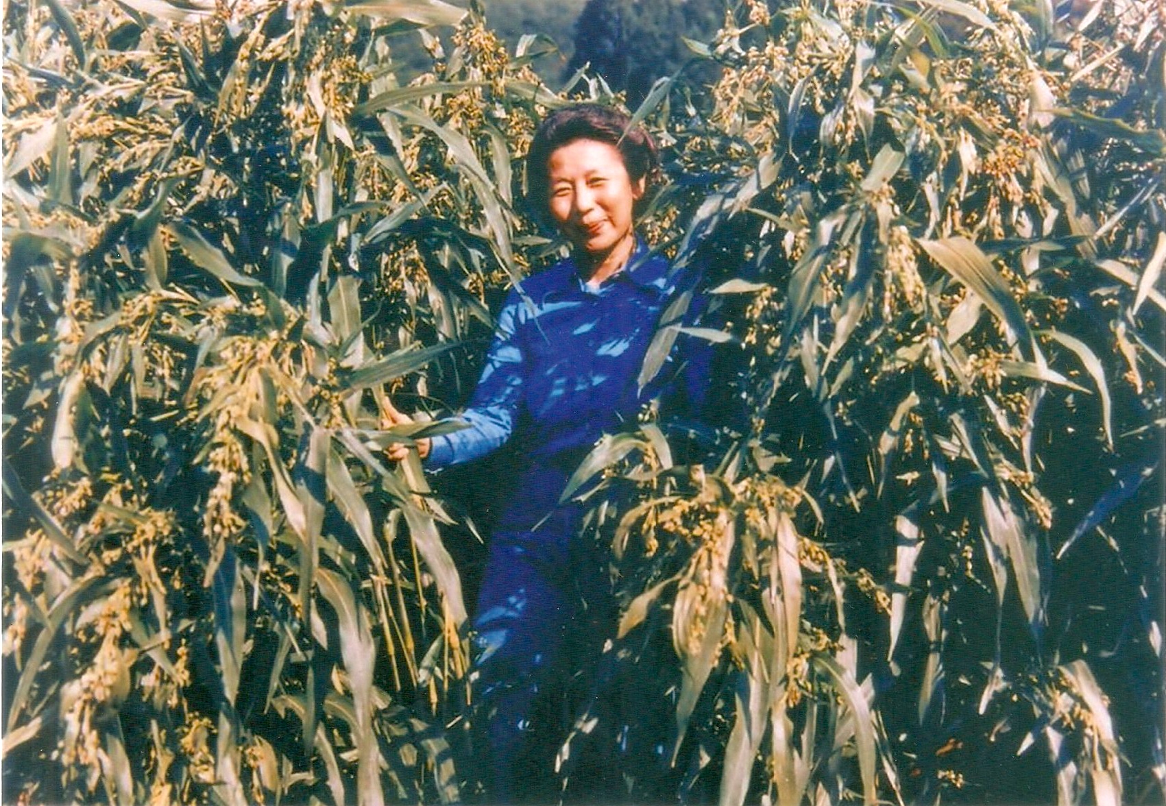 1981年，莊淑旂博士在日本薏苡栽培試驗田
