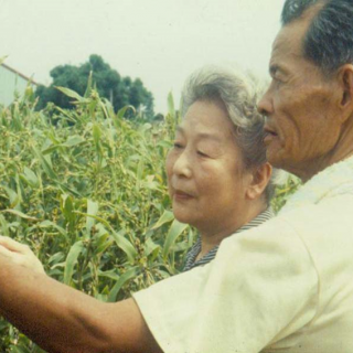 1988年，莊淑旂博士與栽培薏苡農民